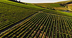 Drone, wine farm and outdoor for grapes, growth and sustainability with organic crops in summer. Aerial view, landscape and vineyard with eco friendly fruit, agriculture and trees in countryside