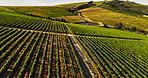 Drone, wine farm and landscape for trees, grapes and sustainability with organic crops in summer. Aerial view, outdoor and vineyard with eco friendly fruit, agriculture and growth in countryside