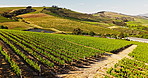 Drone, wine farm and landscape for crops, plants and sustainability with organic grapes in summer. Aerial view, outdoor and vineyard with eco friendly fruit, agriculture and growth in countryside