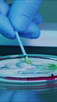 Science, hand and swab with petri dish in laboratory for medicine, pharmacy or illness cure. Bacteria, biotechnology and person with medical research for experiment, pathology or investigation