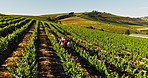 People, group tour and walk at wine farm with guide, sustainability and talk with learning in summer. Men, women and outdoor for discussion, vineyard and eco friendly agriculture in countryside