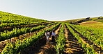 Aerial view, people or walking with bottles in vineyard for private tour, wine education and experience. Drone, guest and sommelier with guided stroll on farm for learning, viticulture and exploring