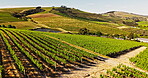 Drone, agriculture or field outdoor with vineyard for wine production, sustainable farming and growth. Countryside, farm and environment with grape vines for winery, eco friendly project and ecology.