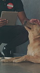 Tablet, playing and man with dog at shelter for adoption, support or volunteering together. Technology, choice and person rubbing pet for decision on animal foster at kennel on weekend for charity.