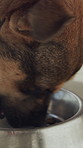 Food, dog or eating for health, wellness or nutrition for growth in rescue center or adoption kennel. Animal shelter, bowl or hungry canine with meal at foster sanctuary for diet, protein or pet care