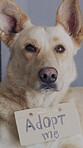Dog, cardboard poster and adoption at shelter, above and notice at abandoned animal at non profit center. Rescue canine, homeless pet and sign for charity, protection or foster for welfare at pound
