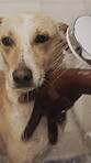 Groomer, shower or wash dog at parlor with water for hygiene maintenance, cleanliness or disinfection. Person, cleaning puppy and liquid in small business for scrubbing fur, grooming service or care.