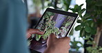 Hands, florist and tablet with plant at store, photography or app for care, growth or stock at startup. Person, tech and botanist with screen, leaves and research on web in nursery at flower shop