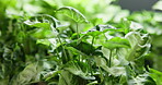 Closeup, green and plants for growth in greenhouse botanical, tropical aesthetic and blooming. Arrowhead, leaves and foliage for purifying air, natural decor and sustainable gardening for wellness