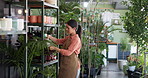 Nursery, watering and woman with pot plants in store for growth, sustainability and healthy leaves. Gardening, florist and person with spray bottle for planting, maintenance and ecology for business
