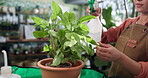 Florist, hands and spray plants in shop for healthy growth, hydration and nutrients supply. Sustainable small business, woman and watering bottle for leaves maintenance, natural development and care