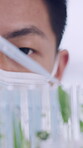 Pipette, plants and test tube with man in laboratory for pharmaceutical development or research. Dropper, reaction and science experiment with person at work for analysis of organic medicine