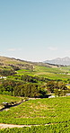 Nature, farm and aerial of vineyard with landscape for wine production, growth and grapes harvest. Countryside, agriculture and drone of crops for environment, agro business and grapevine in field
