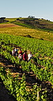 Nature, walking and aerial of friends in vineyard for wine tasting, travel or tourism on holiday. Farm, outdoor and drone view of men and women in countryside for vacation, experience or tour guide