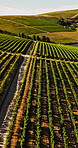 Countryside, aerial and vineyard farm for wine production, growth and grapes harvest for tourism. Landscape, agriculture and drone of crops for environment, agro business and grapevine in nature