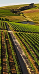 Nature, farm and drone view of vineyard for wine production, growth and grapes harvest outdoor. Landscape, agriculture and aerial of crops for environment, agro business and grapevine in countryside
