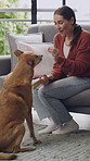 Training, happy and woman with treat for dog in home for paw gesture, development and good behavior. Adoption, living room and person with snack for pet for bonding, relationship and build trust