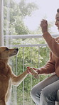 Training, home and woman with treat for dog for paw gesture, development and good behavior. Adoption, living room and person with snack for pet for bonding, relationship and trust for obedience
