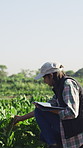 Farmer, online and woman with tablet, inspection and plan for harvest, typing and quality assurance. Outdoor, space and person with tech for data collection, agriculture and monitoring vegetables