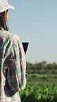 Woman, farmer and tablet for drone on field with control, inspection and quality assurance for crops. Person, back and tech with application for vegetable analysis, scan or agriculture in countryside