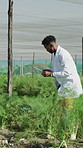 Tablet, man and scientist in greenhouse for research, study or project on produce development. Digital technology, plants and male agronomist with quality assurance for botany growth in conservatory.