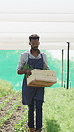 Agriculture, walking and black man with crate in garden, crop farming and organic produce for harvest. Sustainability, collection and farmer with cultivation in greenhouse, herb production and growth