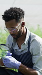 Plant, magnifying glass and man with tablet, farm and checking for pest damage, innovation and study. Greenhouse, botanist and person with tech for data collection, agriculture and disease management