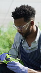 Plant, magnifying glass and man with tablet, greenhouse and study for pest damage, vision and online. Outdoor, botanist and person with tech for data collection, agriculture and disease management