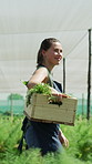 Agriculture, walking or happy woman with crate in garden, farming crops or organic produce for harvest. Sustainability, collection or farmer with cultivation in greenhouse, herb production or growth