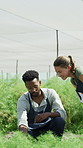 Agriculture, greenhouse and couple with plants for discussion, crop production or farming. Farmer, man and woman at conservatory for growth, agro planning and quality control with interracial people