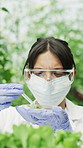 Woman, scientist and pipette with plant sample for research, experiment and study growth. Person, goggles and microscope for agriculture science, biotechnology and testing leaf for medical innovation