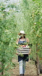 Agriculture, walking and woman with crate in greenhouse, crop farming and organic produce to harvest. Sustainability, collection or farmer with cultivation in vegetable garden, growth check or gather