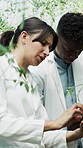 Scientist, people and tablet in greenhouse with plant inspection, discussion or growth for agriculture. Coworkers, environmental science or agro study in conservatory with tech, research or teamwork.