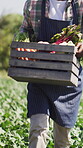 Harvest, vegetables or hands on field with crate, picking or food production in agriculture industry. Collection, man or farmer with basket, outdoor produce or crop gathering in sustainable business
