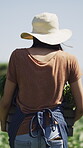 Harvest, vegetables or woman on field with crate, picking or food production in agriculture industry. Walk, back or farmer with basket, produce collection or crop gathering in sustainable business.
