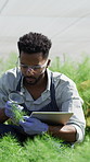 Tablet, magnifying glass and scientist in greenhouse for research, study or project on produce growth. Digital technology, plants and male agronomist with quality assurance for botany in conservatory