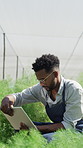Tablet, man and scientist in greenhouse for study, research or project on produce development. Digital technology, plants and male agronomist with quality assurance for botany growth in conservatory.