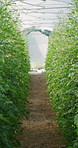 Greenhouse, empty and vegetable plants on farm for growth, agro business and harvest. Agriculture, background and crops for organic produce, sustainability and natural nutrition for food security