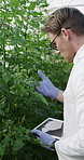 Greenhouse, scientist and man with tablet, plants and inspection for pest management in environment. Sustainability, agronomist and person with tech for data collection, science and crop growth rate