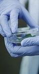 Science, petri dish and hands with leave in nature for study, plants or bacteria growth for sustainable analysis. Ecology, green research and person in woods for biotechnology sample or development