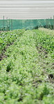 Greenhouse, empty and plants on farm for growth, agro business and vegetable harvest. Agriculture, background and crops for organic produce, sustainability and natural nutrition for food security
