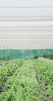 Vegetables, empty and plants in greenhouse for growth, agro business and harvest for natural food. Agriculture, background and crops in row for organic produce, sustainability and healthy products