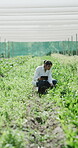 Greenhouse, scientist and woman with tablet, plants or inspection for pest management in environment. Sustainability, agronomist and person with tech for data collection, science or check growth rate