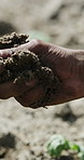 Farmer, hands or check soil quality for agriculture, sustainability or future growth planning in dirt. Person, ground and green leaf seedling for agro business, environment or garden in nature