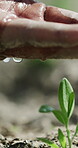 Farming, water and plant with hands in nature for agriculture, environment and organic harvest. Vegetable growth, soil hydration and sustainability with person or farmer in countryside for crops