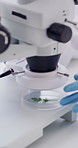 Petri dish, microscope and hands of scientist in lab for sustainable medical test, research or study. Plants, science and botanist with horitculture project for pharmaceutical innovation with leaf.