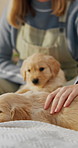 Relax, bed or hands with stroke for puppy, chill together or attention for relationship development. Animal companion, rest or happy woman with dog bonding for connection, care or affection in home