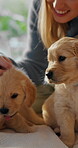 Hands, woman and playing with puppies in home for bonding together, connection or pet attention. Dog mom, owner and relax with furry animals with affection, domestic companion and stroke for loyalty