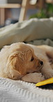 Dog, animal and playing on bed for pet care, comfort or shelter with blanket in home. Canine, puppy or playful golden retriever with plushie toy in bedroom for adoption, safety or security in house