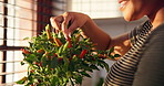 Hands, woman and smile with plant at house for growth, fresh produce and indoor gardening. Happy, female person and houseplant of homegrown chilli, organic vegetable and hobby for sustainable food